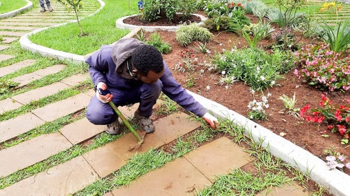 A gardener tends the grass border on the Addis Ababa Rose Garden